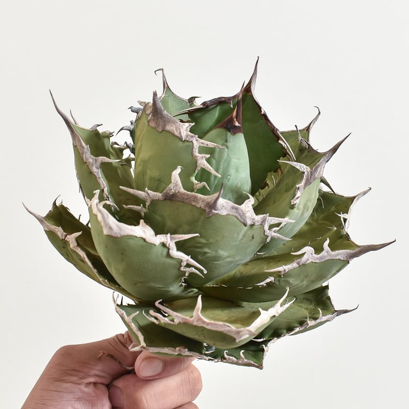 アガベ チタノタ 