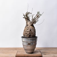 ユーフォルビア クラビゲラ 