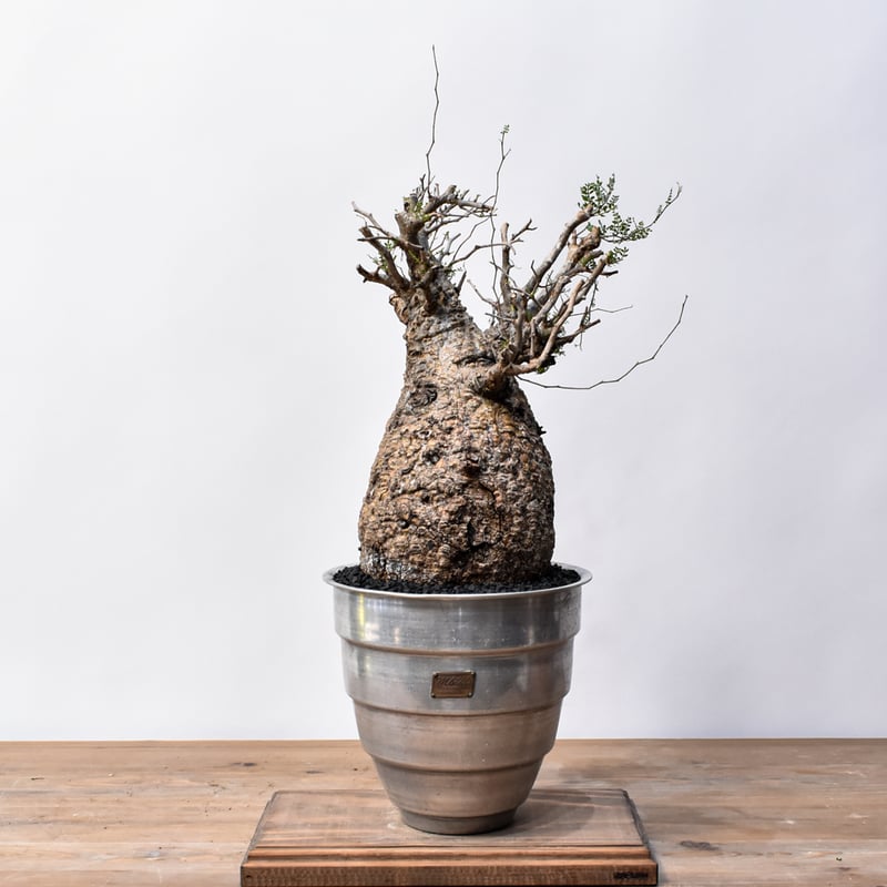 オペルクリカリア パキプス 