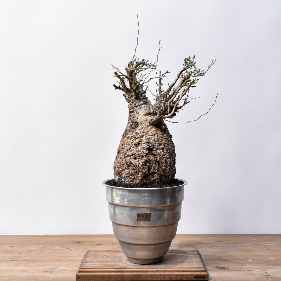 大株　スペシャル株　オペルクリカリア　パキプス オペルクリカリア パキプス 