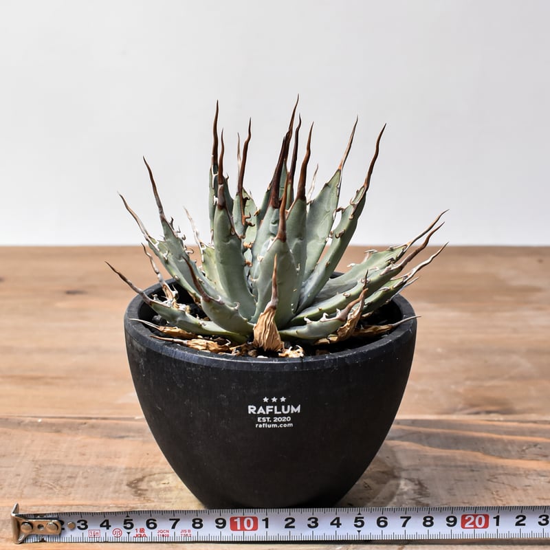 アガベ Dennis hybrid 妖炎X甲妖 /エボリスピナ×（イシスメンシス