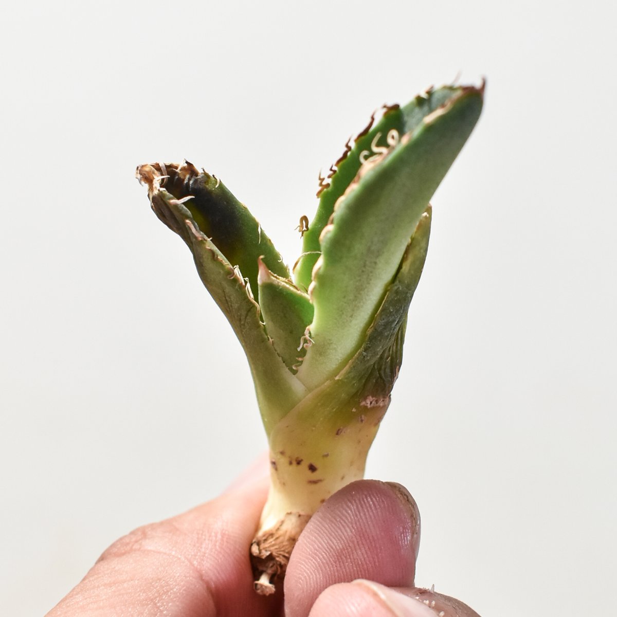 アガベ チタノタ 