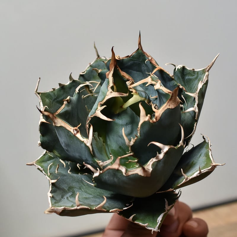 アガベ チタノタ 