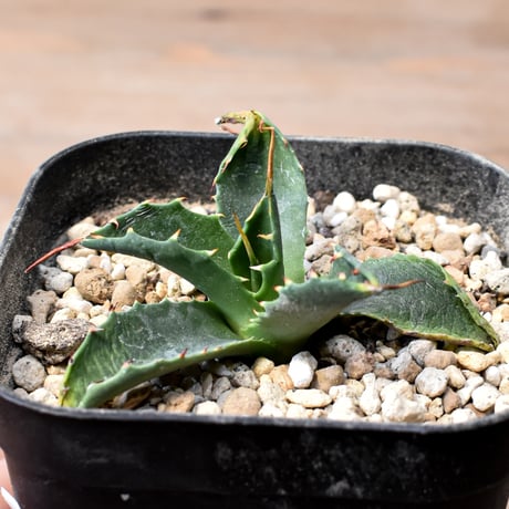アガベ　パラサナ アガベ パラサナ Agave parrasana no111573 | 芽の巣山