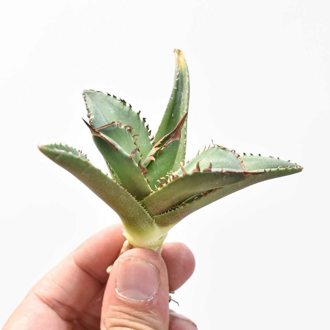 アガベ チタノタ DENNIS040 