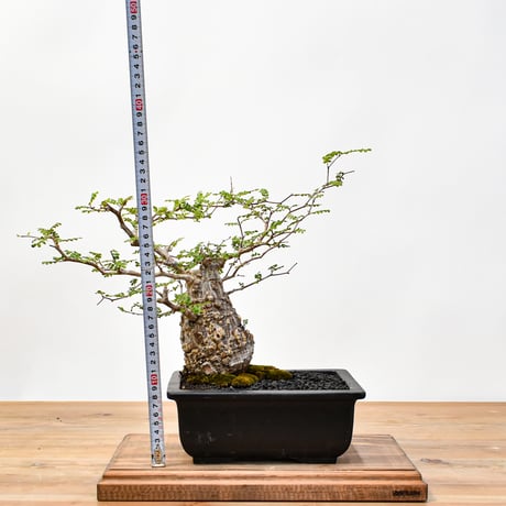 【“WACK” ON YOUR SIDE】オペルクリカリア パキプス WACK-A001