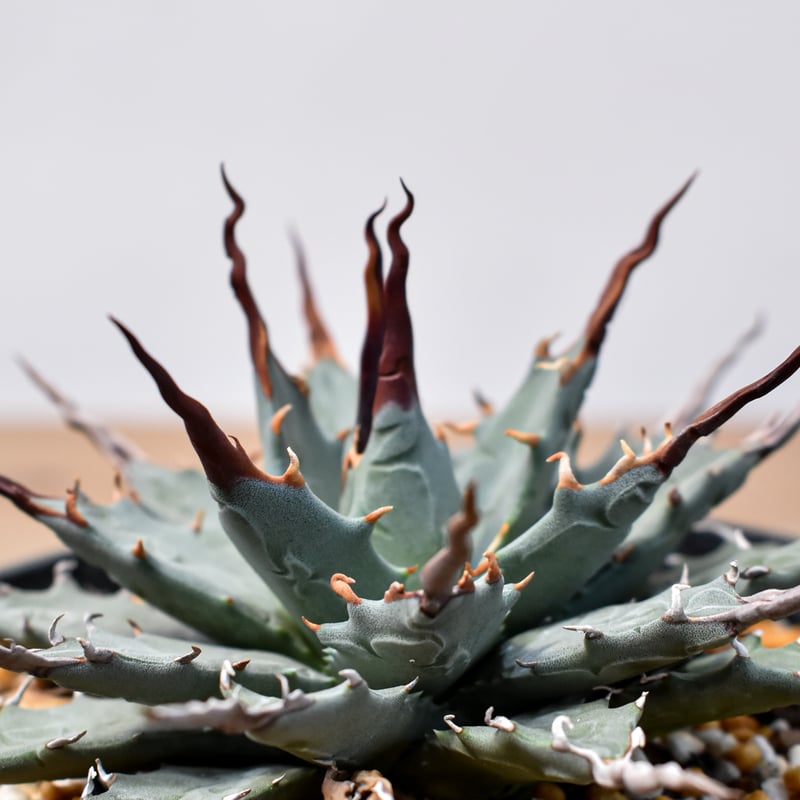 アガベ Dennis hybrid 妖炎X甲妖 /エボリスピナ×（イシスメンシス