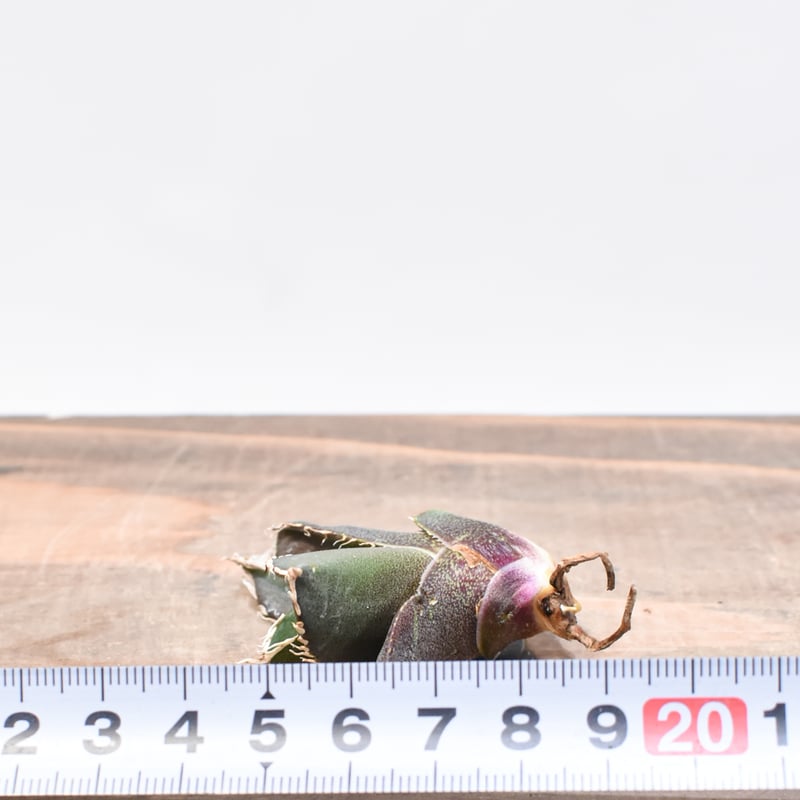 アガベ　紅龍　紅牡丹実生　裏表刺　第四種速達便抜き苗発送 アガベ 紅龍 紅牡丹実生 裏表刺 第四種速達便抜き苗発送