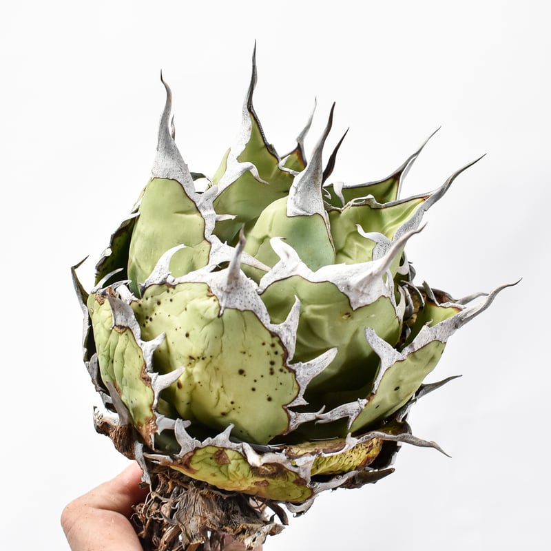 アガベ チタノタ ハデス 親株 946 アガベ チタノタ オテロイ ハデス 黒帝斯 恐竜牙歯 精選小株5株