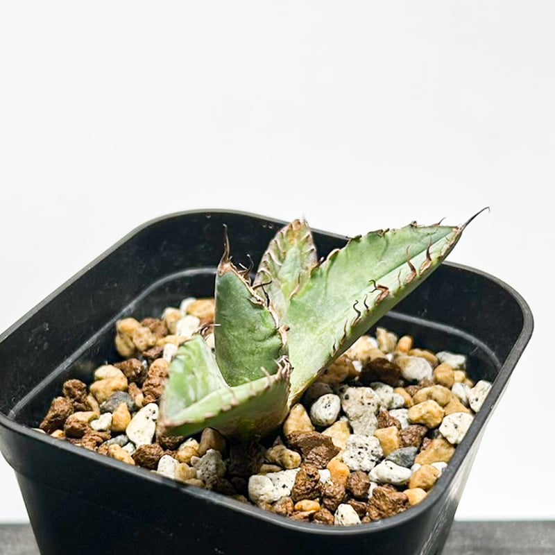 アガベ チタノタ 歐若拉 / 