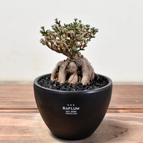 trichodiademabulbosu | STORES