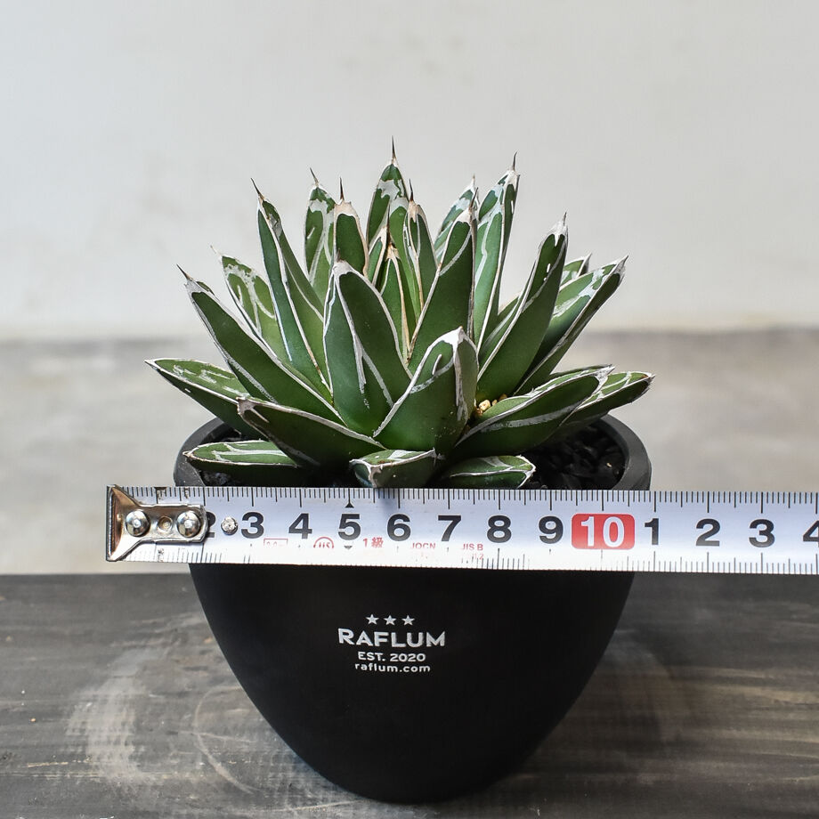 アガベ ビクトリアレジーナ 