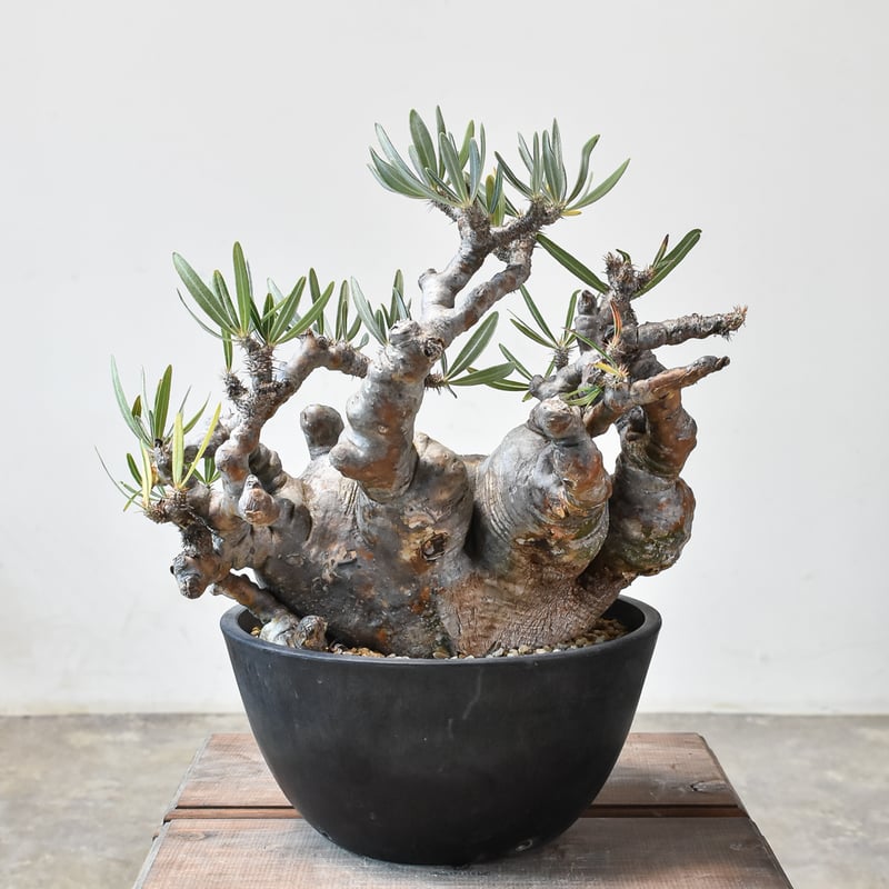 RAFLUMコレクション】パキポディウム グラキリス 【発根済み