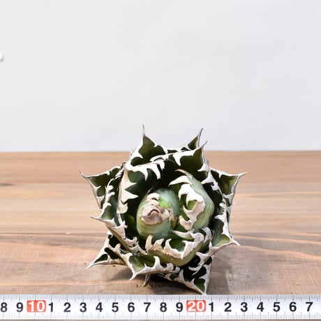 アガベ チタノタ "精品レッドキャットウィーズル" / 精品赤猫 , 精品紅猫  【台湾 dragon agave産/中株/抜き苗】C09 DG25010434