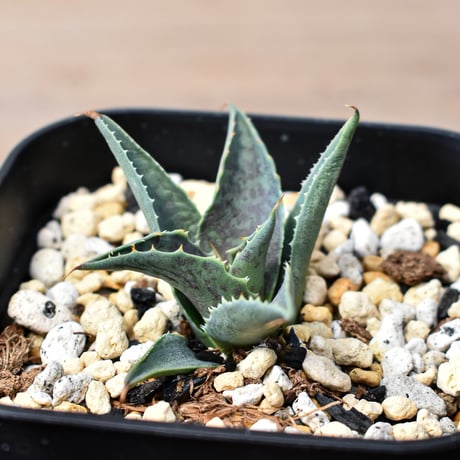 アガベ ハイブリット "邪霊" (特白肌怒雷神×血妖) 【台湾botanical_seeker産】RF25011797
