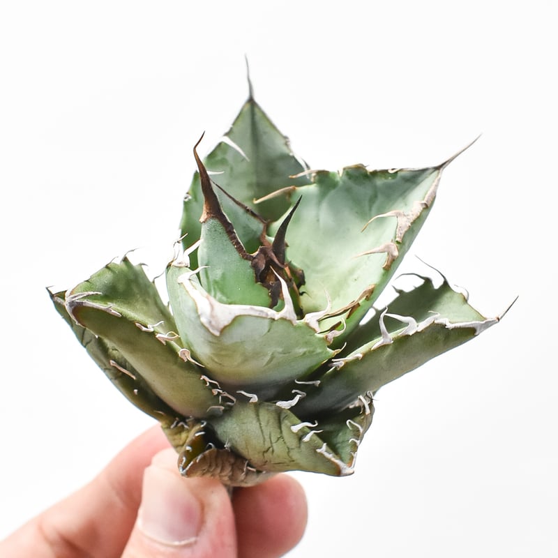 アガベ チタノタ 