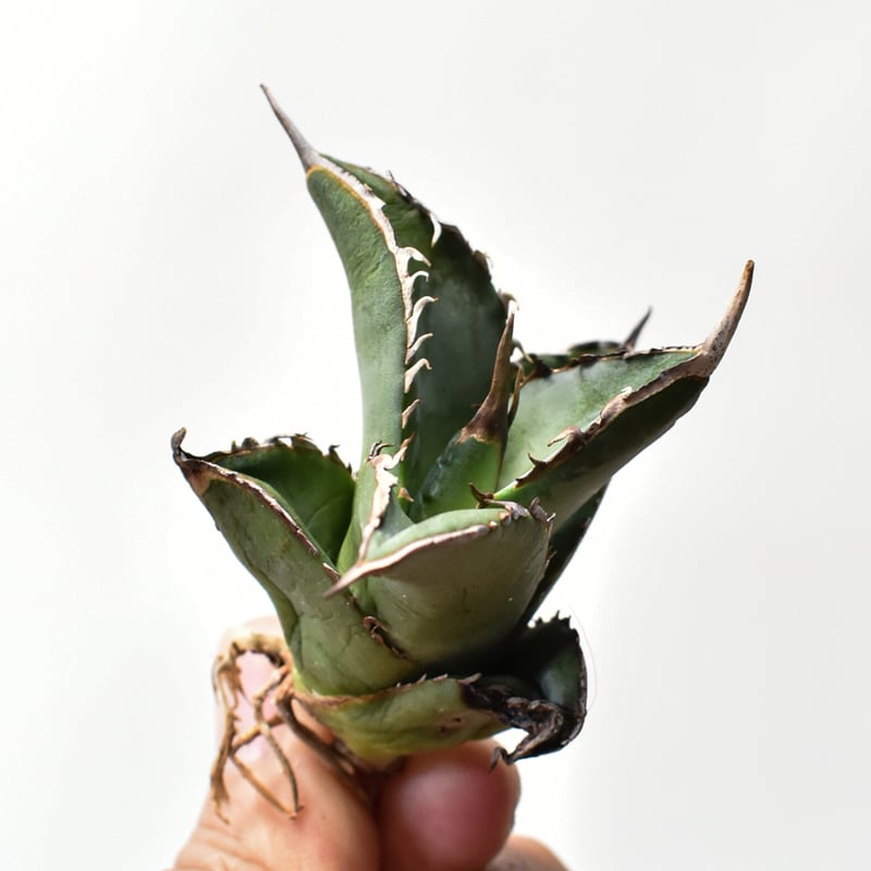 アガベ オテロイ 