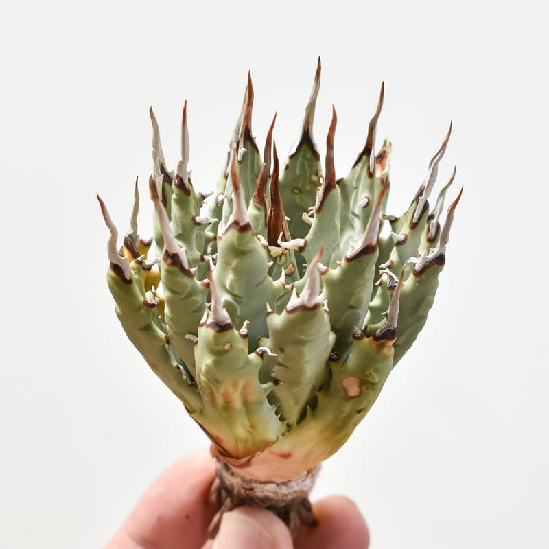 アガベ　ユタエンシス　エボリスピナ　子株販売 agave utahensis eborispina /アガベ ユタエンシス エボリスピナ