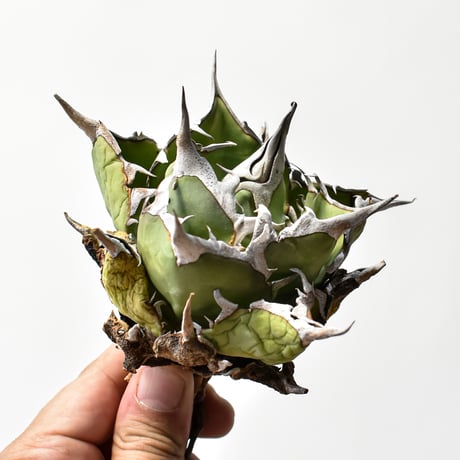 アガベチタノタハデス | STORES