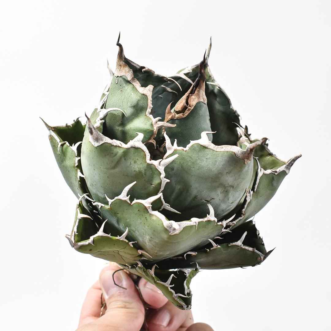 アガベ チタノタ “ボールタイプ白鯨” 【台湾 dragon agave産/発根済み