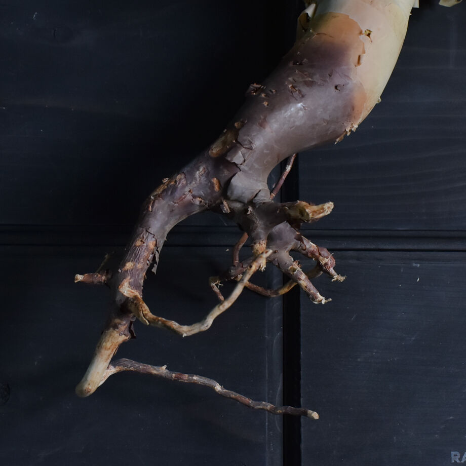 コミフォラ カタフ（ピュアカタフ） 抜き苗販売【輸入即のフレッシュな