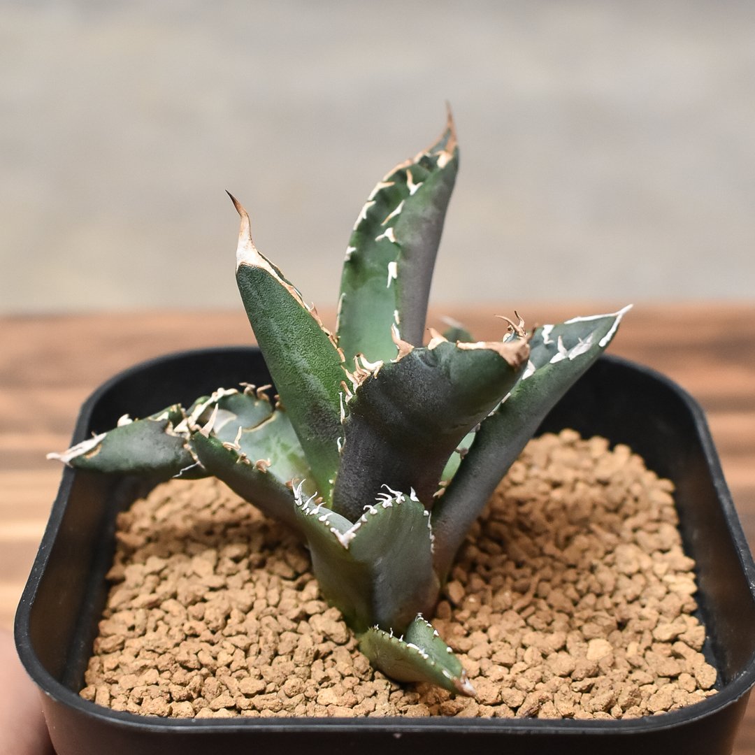 アガベ　雷雪　チタノタ　オテロイ Sierra フラワー・ガーデニング アガベ 雷雪 チタノタ オテロイ