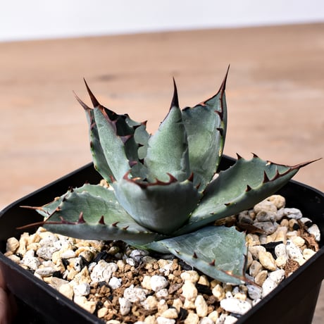 アガベ ハイブリット 曙光 ×（パラサナ、イシスメンシス）【台湾botanical_seeker産】H RF25011579