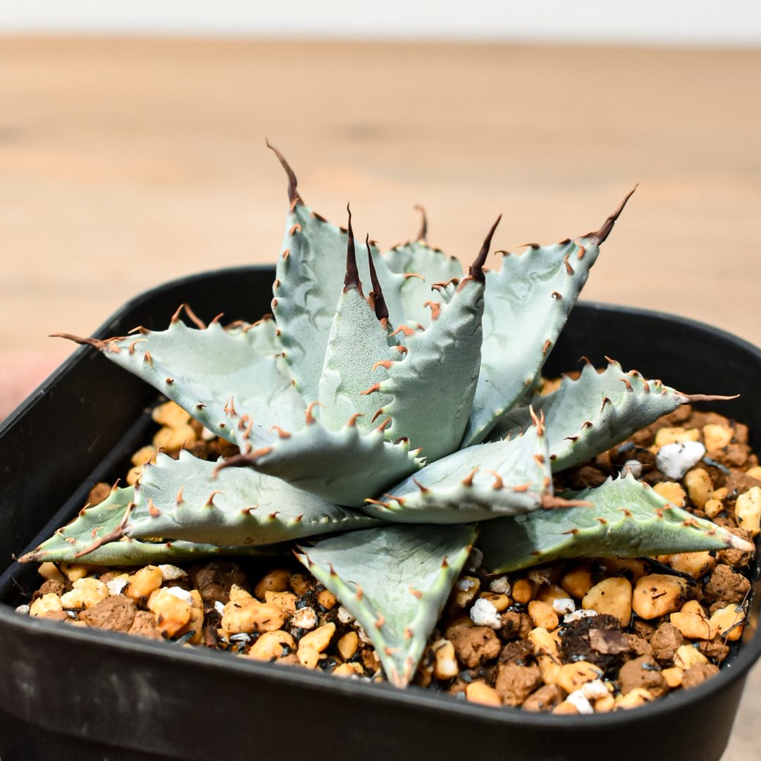 アガベ ハイブリット 日系イシスメンシス×象牙妖炎（陽炎エボリ