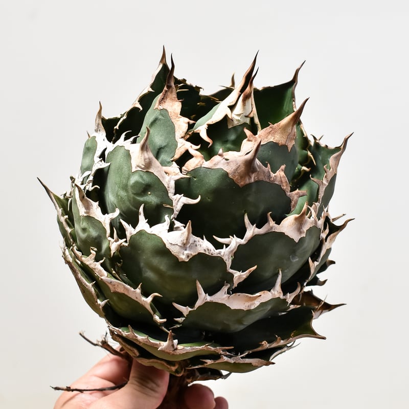 アガベ オテロイ ノーネーム脇芽 購入時名称スーパーチタノタ アガベ チタノタ オテロイ 