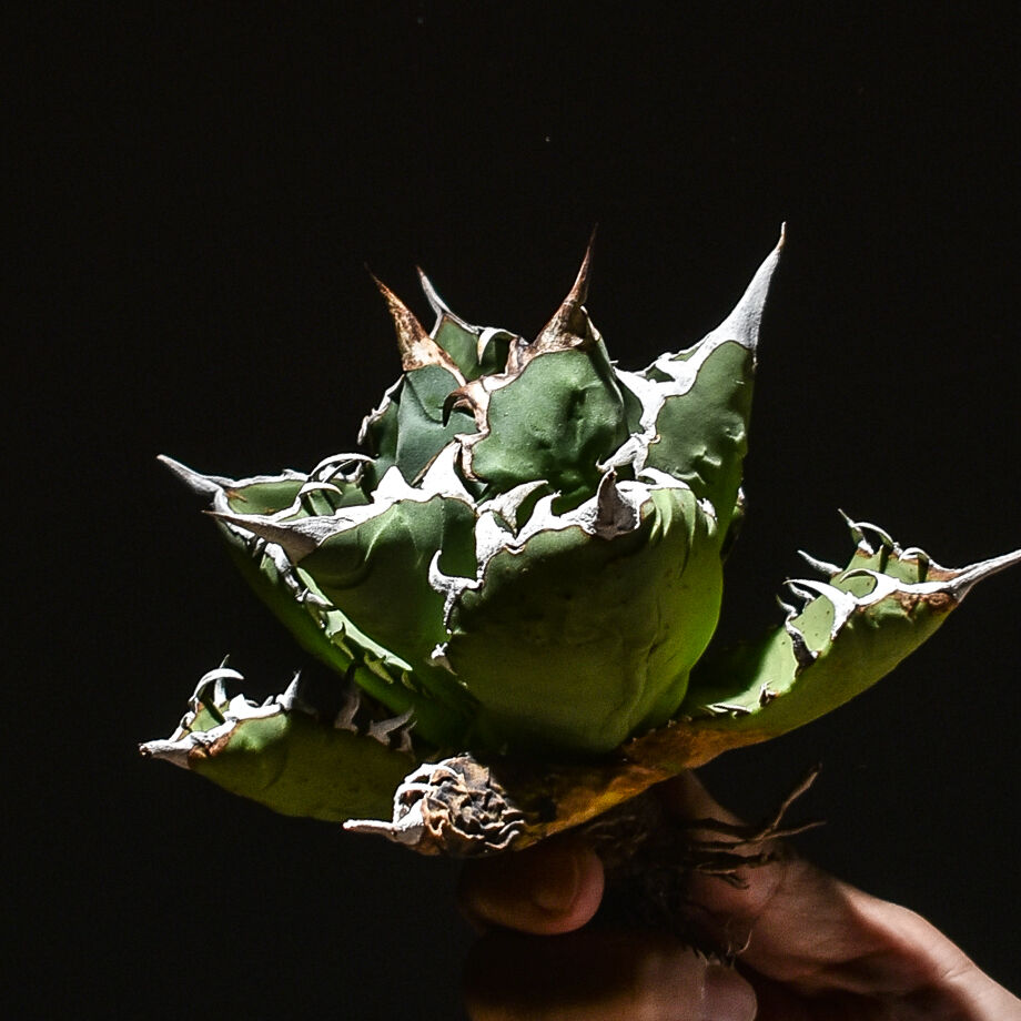 アガベ チタノタ 