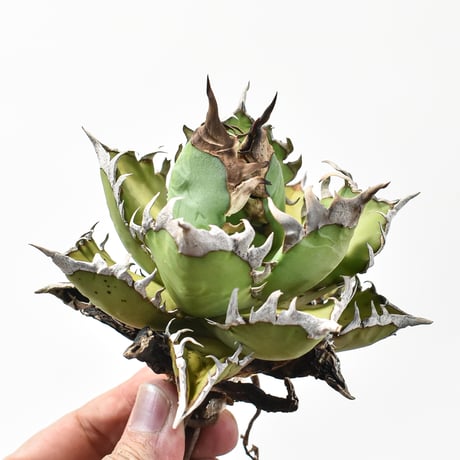 アガベ チタノタ "精品レッドキャットウィーズル" / 精品赤猫 , 精品紅猫  【台湾 dragon agave産/中株/抜き苗】577 DGC2411068