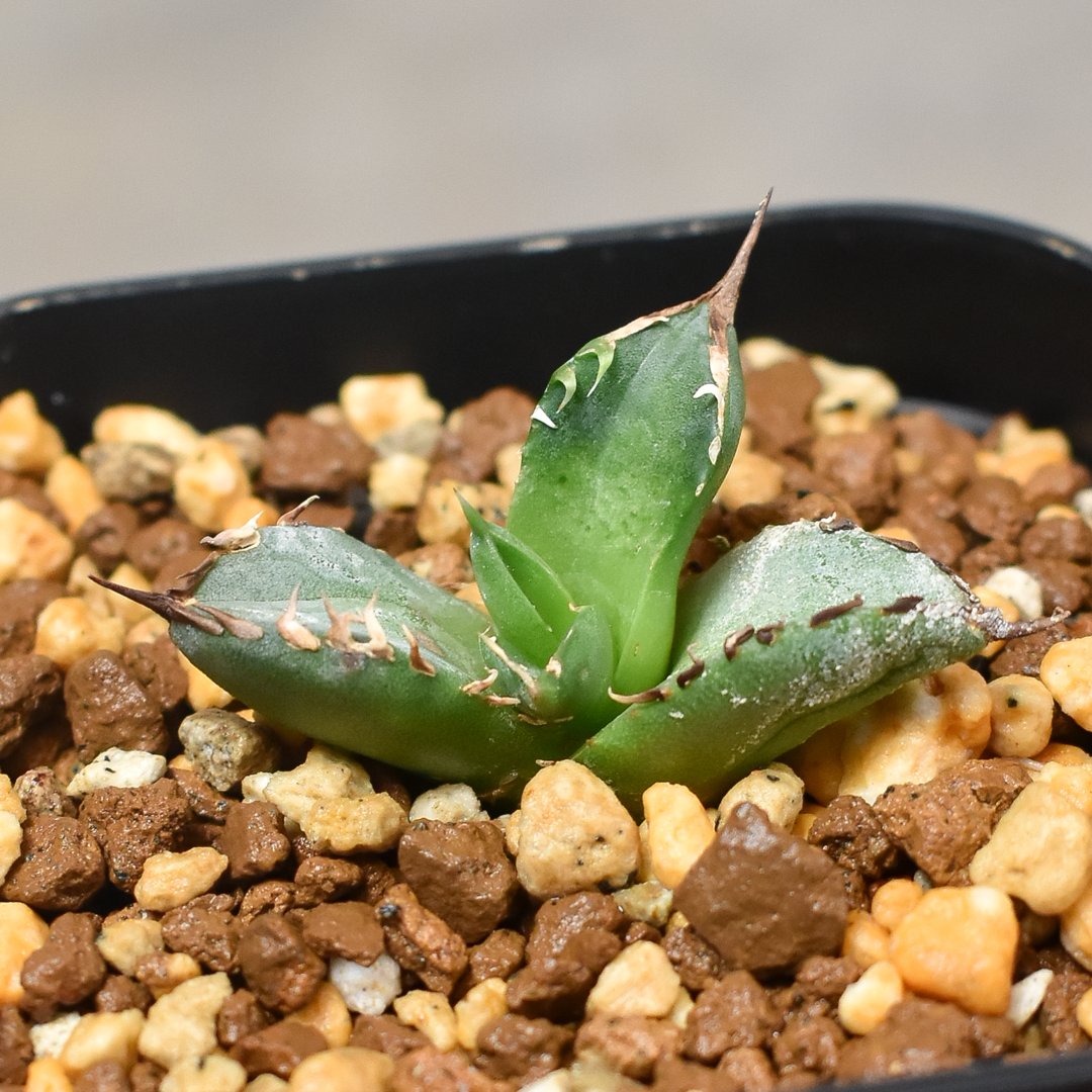 アガベ チタノタ フェニックス 