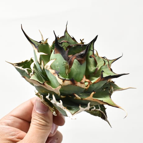アガベ チタノタ "精品ハデス" / 精品黒帝斯、精品恐竜牙歯 【台湾 dragon agave産/中株/抜き苗】B DG25010347