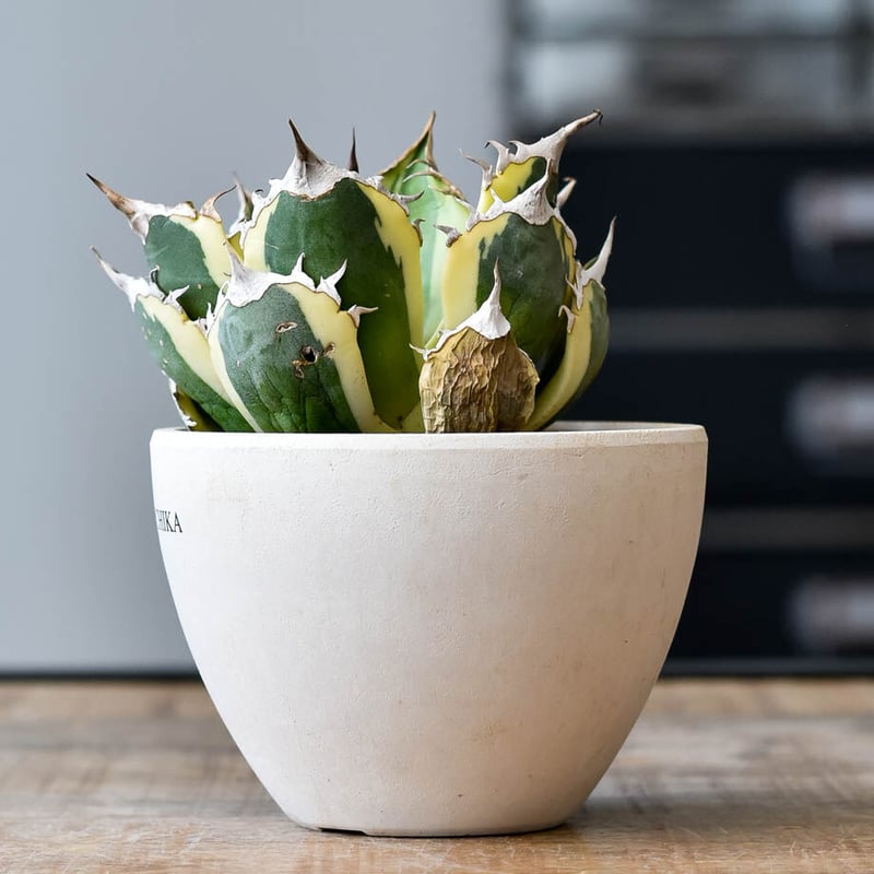 アガベ チタノタ スナグルトゥース 12