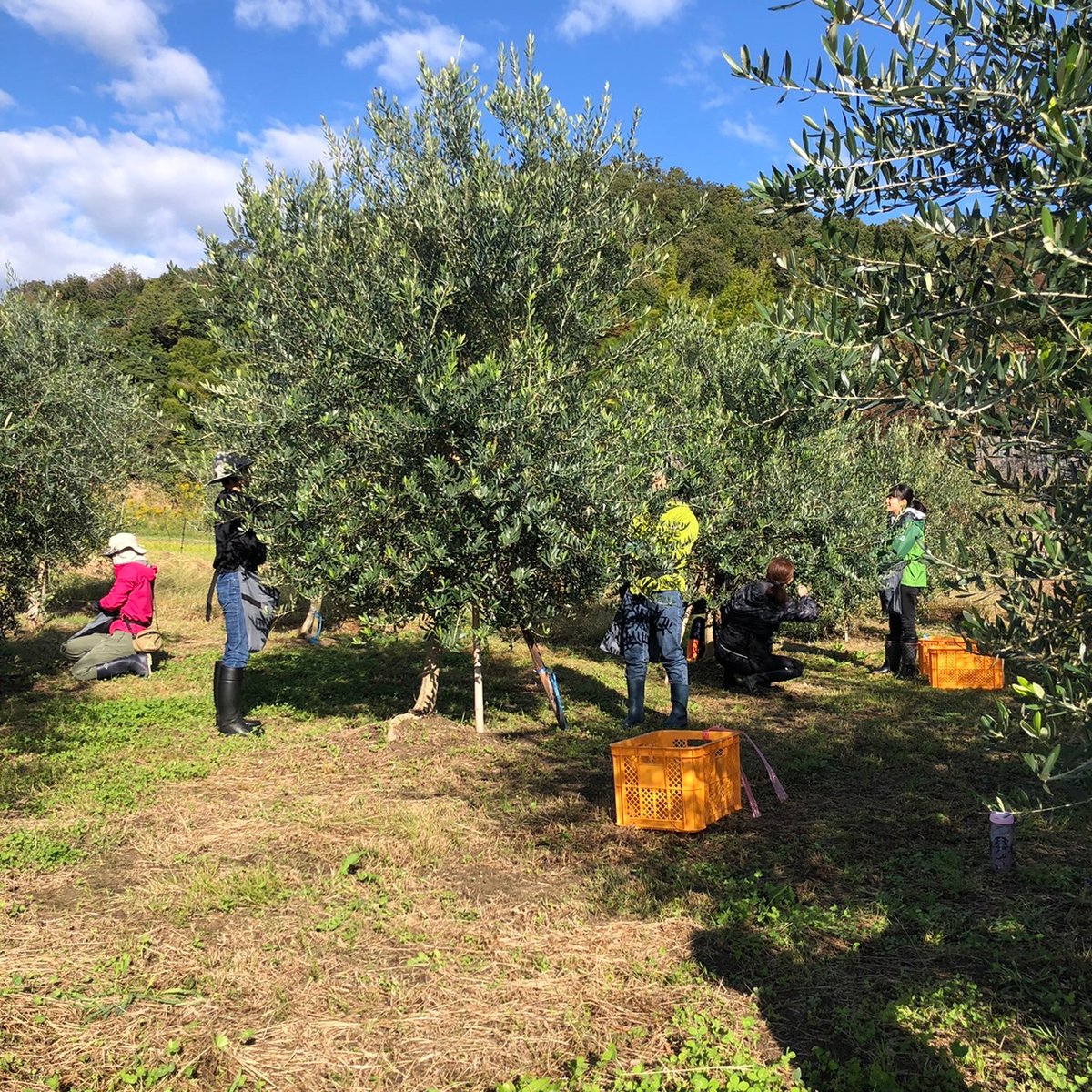 オリーブの樹のオーナーになる | MAEDA OLIVE FARM
