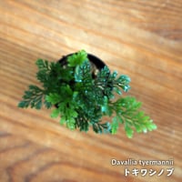 【シダ植物】Davallia tyermannii｜トキワシノブ｜3.5cmポット