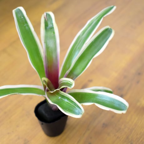 【熱帯植物】Neoregelia "Fire Ball Variegata"｜ネオレゲリア "ファイアボール"（斑入）｜3.5cmポット