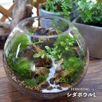 【テラリウム作品】シダボウルL（W150×H120mm）｜シダと苔のテラリウム
