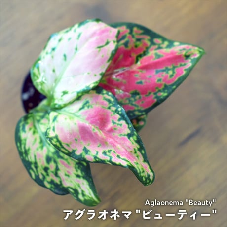 【熱帯植物】Aglaonema "Beauty"｜アグラオネマ "ビューティー"｜4.5cmポット