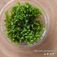 【苔】Bazzania pompeana｜ムチゴケ｜8.5cmパック｜洗浄・処理済