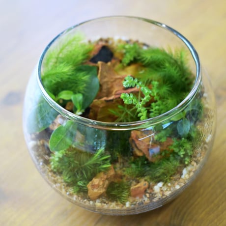 【テラリウム作品】シダボウルM（W120×H100mm）｜シダと苔のテラリウム