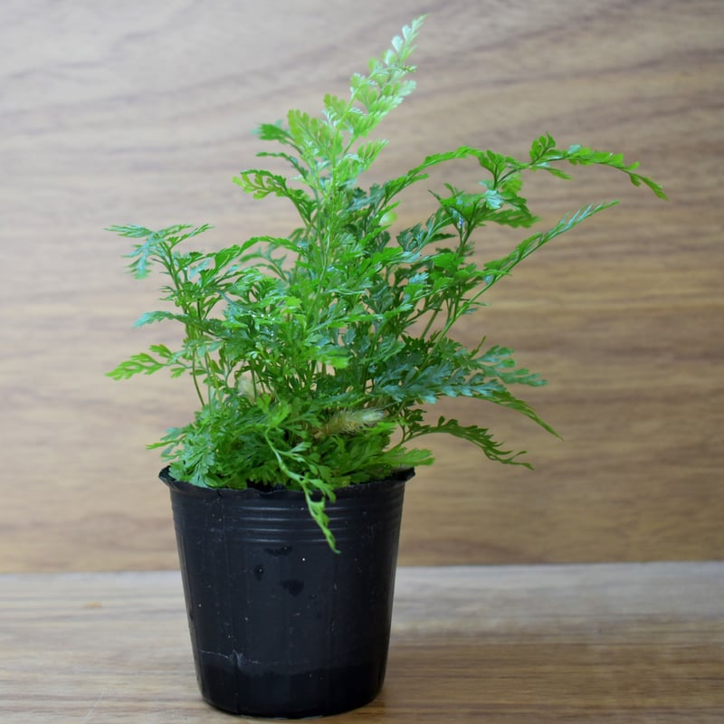 シダ植物】Davallia mariesii｜シノブ｜6cmポット | shida desi