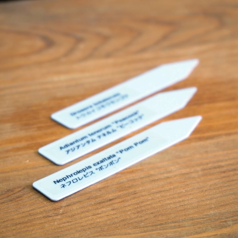 シダ植物】Deparia japonica｜シケシダ｜3.5cmポット | shida de