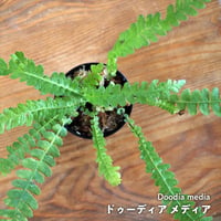 【シダ植物】Doodia media｜ドゥーディア メディア｜6cmポット
