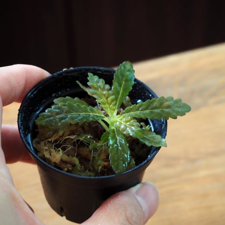 【熱帯植物】Nautilocalyx pemphidius｜ナウティロカリクス ペンフィディウス｜6cmポット