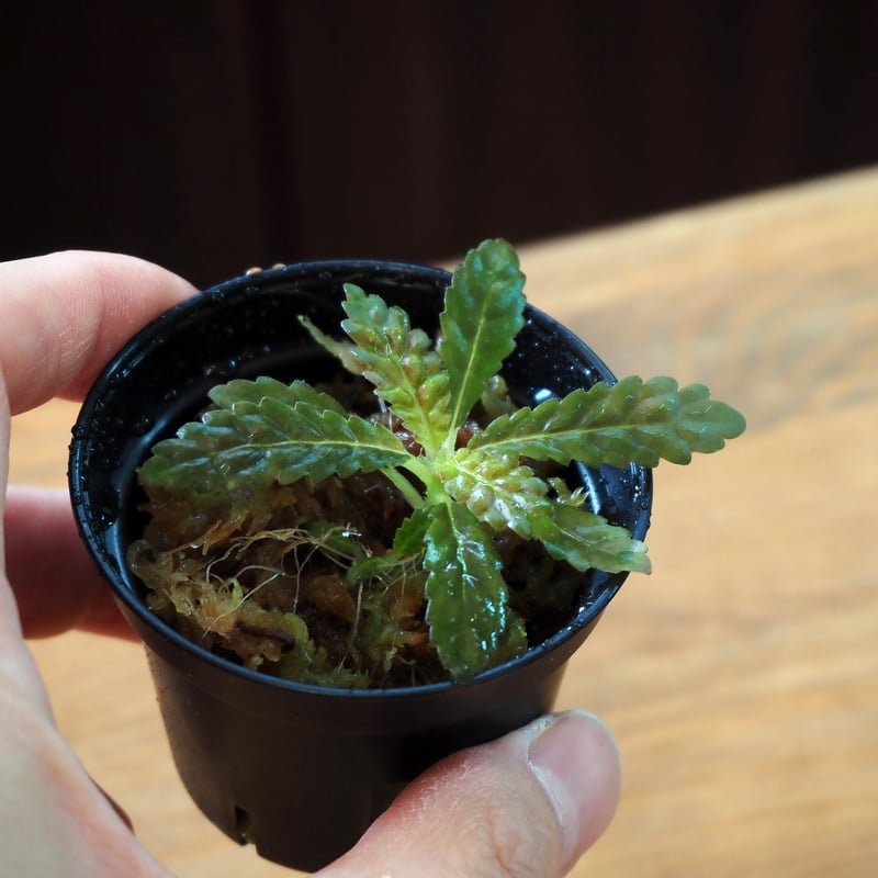 熱帯植物】Nautilocalyx pemphidius｜ナウティロカリクス