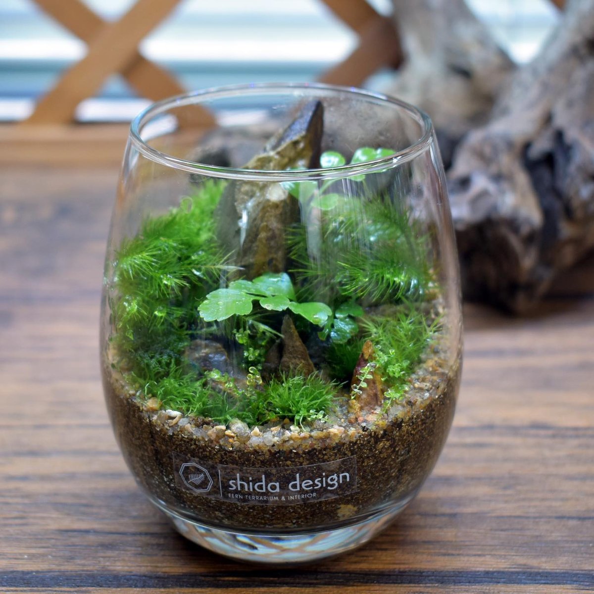 スナゴケ 10トレー コケ 苔 苔リウム 苔テラリウム こけ