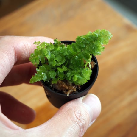 【シダ植物】Nephrolepis "Teddy Junior"｜ネフロレピス "テディージュニア"｜3.5cmポット