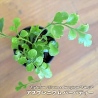 【シダ植物】Asplenium "Parvati"｜アスプレニウム "パーバティー"｜3.5cmポット