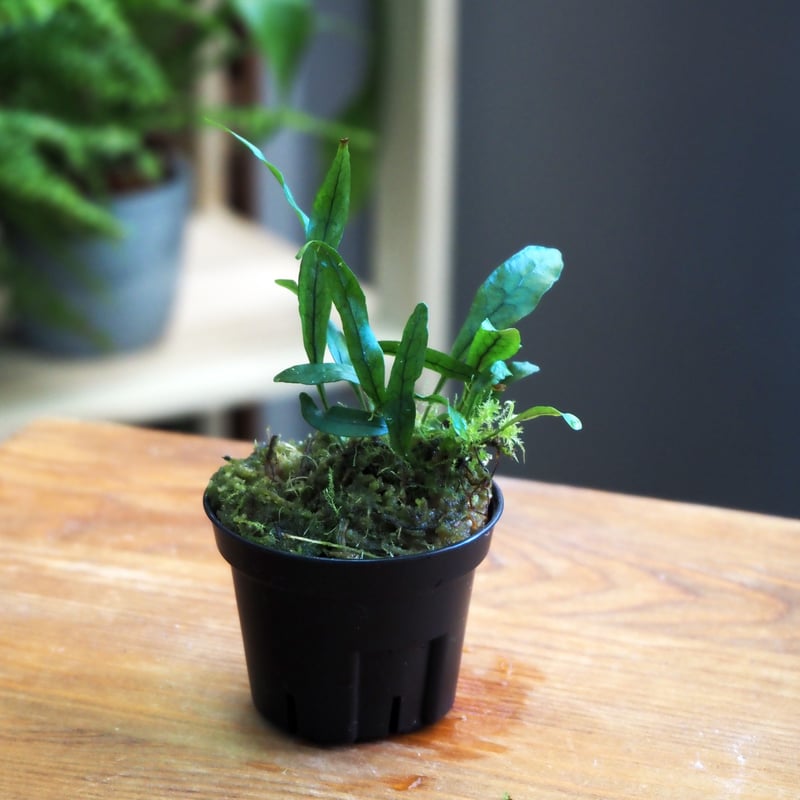 シダ植物】Microsorum scandens｜ミクロソリウム スキャンデンス｜6cm